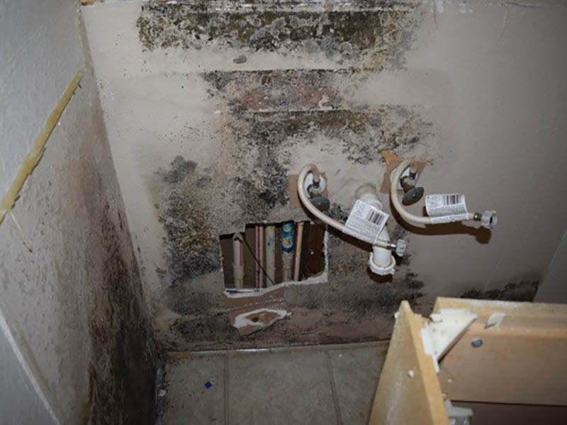 mold remediation in chicago