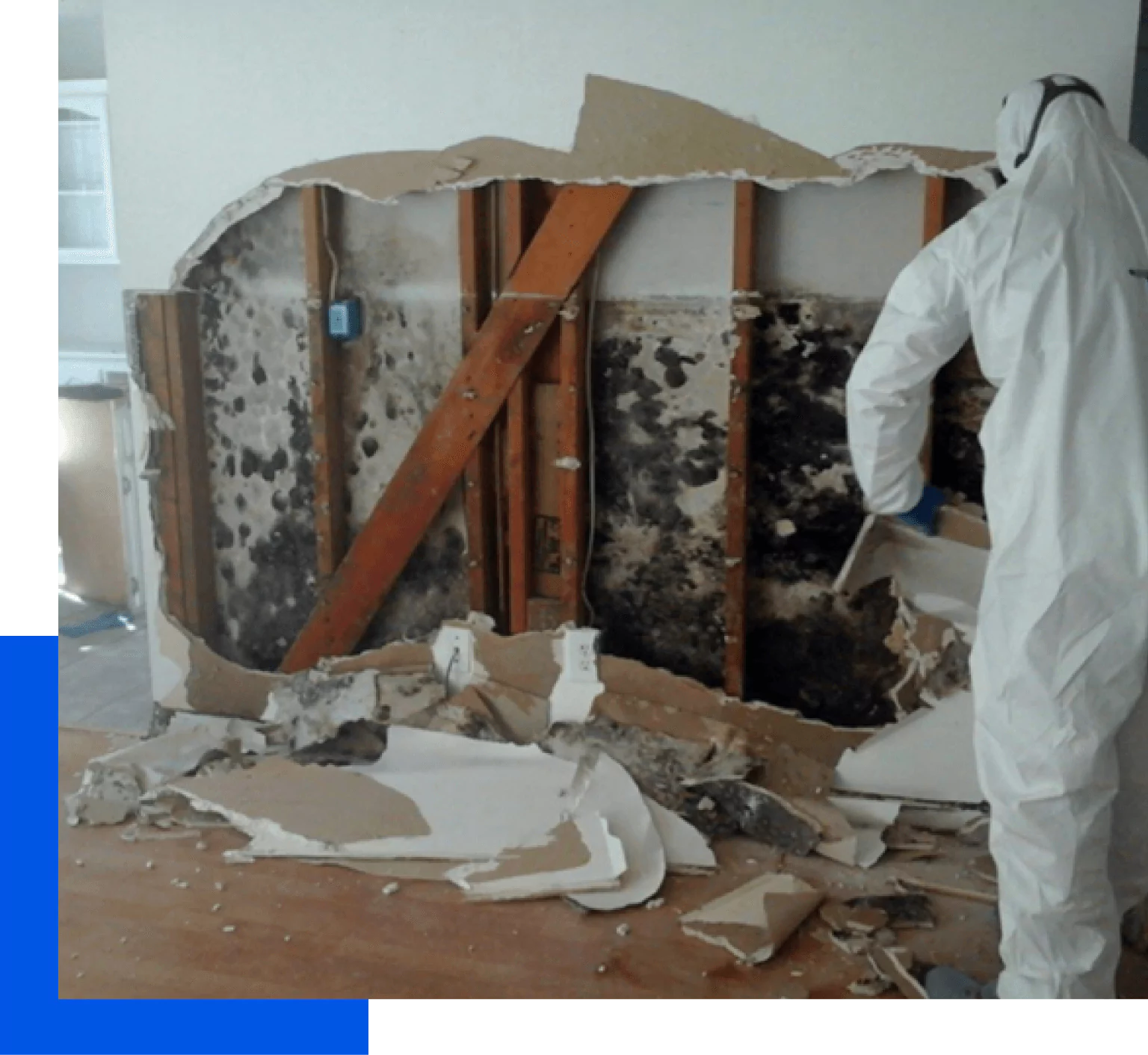 Mold Removal Experts