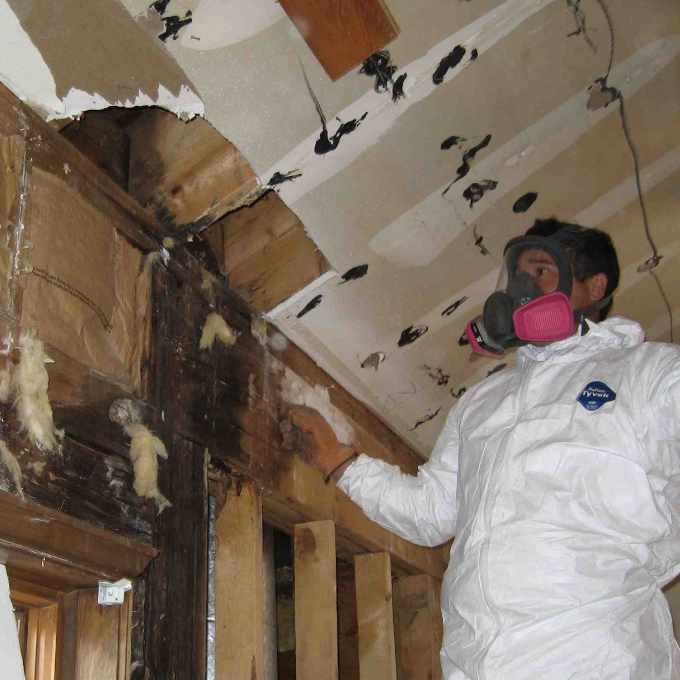 Mold Removal