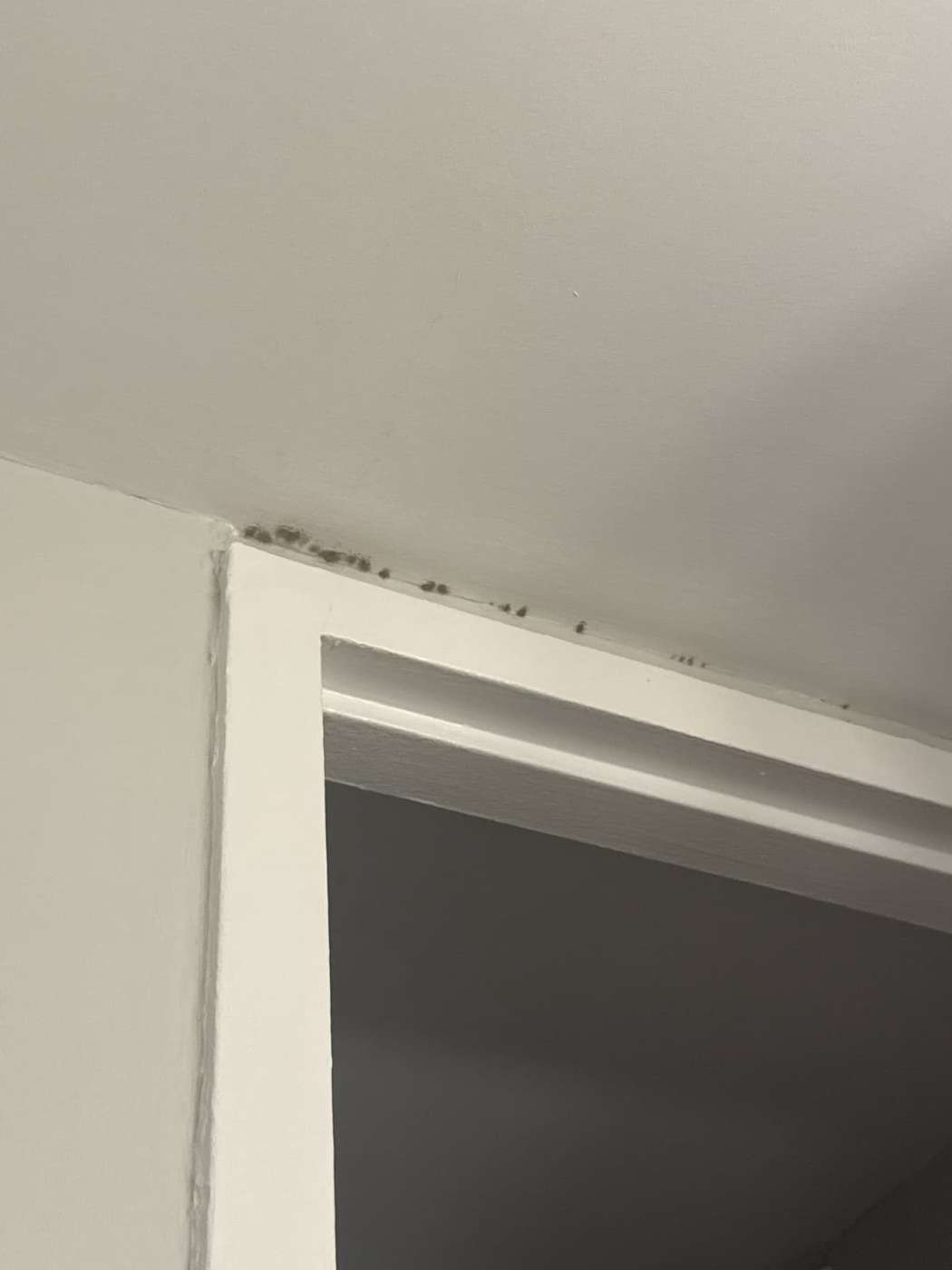 Mold removal in a Chicago basement - black mold along ceiling and door frame