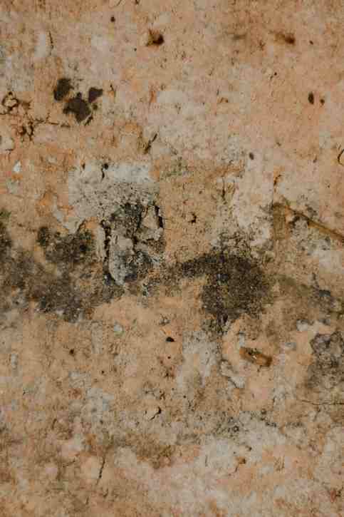What does black mold look like? Close-up of dark blotchy mold growth on a textured wall surface